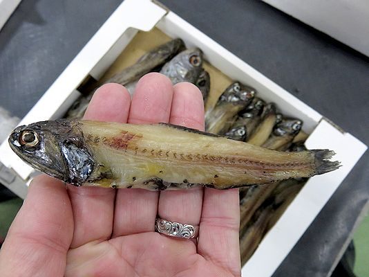 珍しい丸干し入荷しましたよ ハダカイワシです 横浜丸魚株式会社