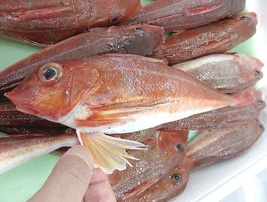 胃袋にも懐にも優しいカナガシラ 横浜丸魚株式会社 胃袋にも懐にも優しいカナガシラ 横浜丸魚株式会社