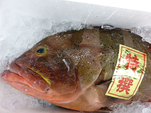 青 黄色 いや澄色ですか アオハタ 横浜丸魚株式会社