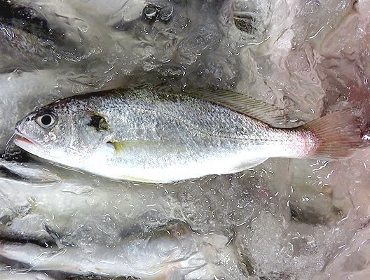 イシモチは 蒲鉾材料にもなる美味しい魚です 横浜丸魚株式会社