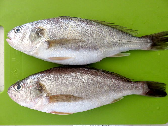 イシモチは 蒲鉾材料にもなる美味しい魚です 横浜丸魚株式会社