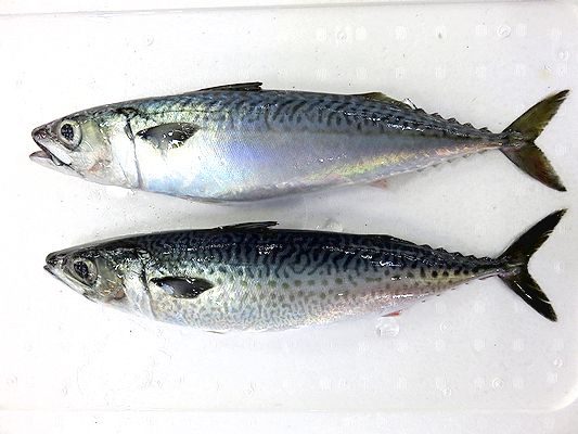 目利きは魚の変化を見逃さない サバ編 横浜丸魚株式会社