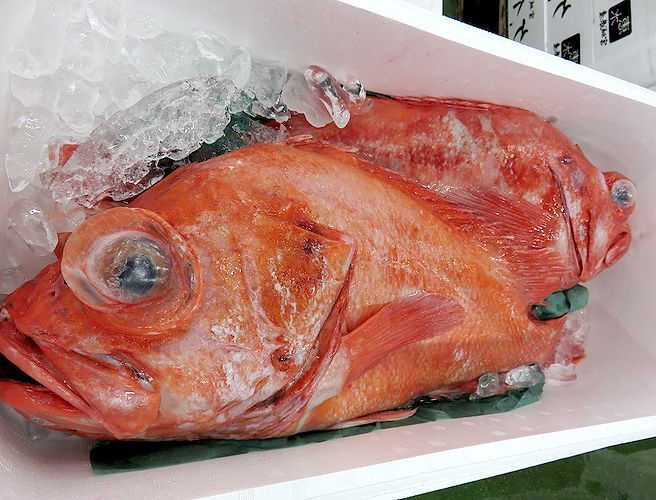 東京湾の超高級魚は何だろう 横浜丸魚株式会社
