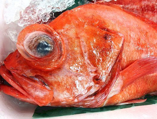 東京湾の超高級魚は何だろう 横浜丸魚株式会社
