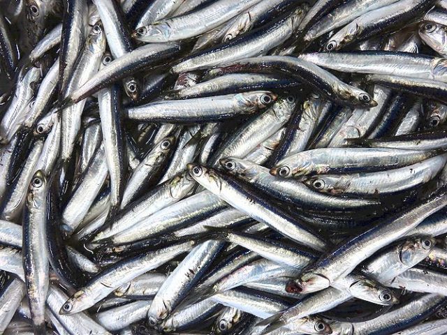 時として雑魚扱いになることも・・・・。 | 横浜丸魚株式会社