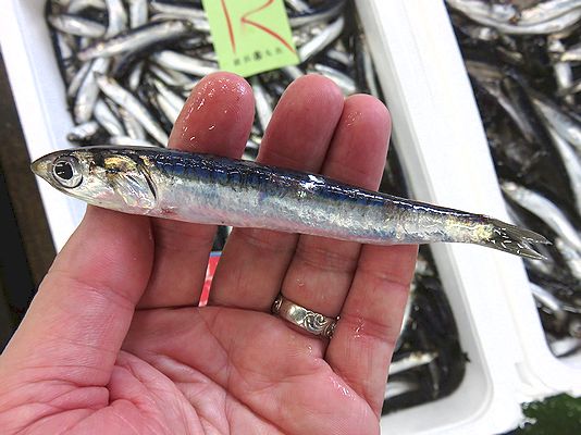 時として雑魚扱いになることも 横浜丸魚株式会社 時として雑魚扱いになることも 横浜丸魚株式会社