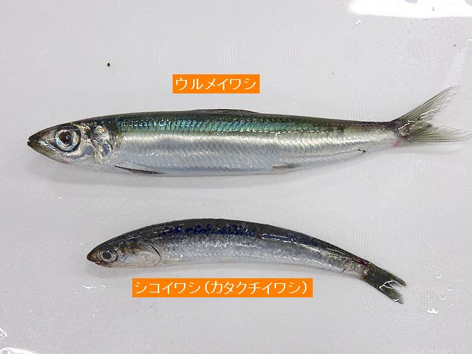 小さい魚がいっぱい 横浜丸魚株式会社