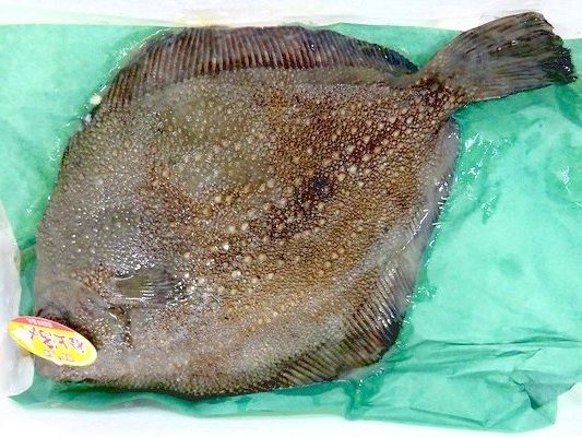 魚は外見で判断しては駄目ですよ 横浜丸魚株式会社