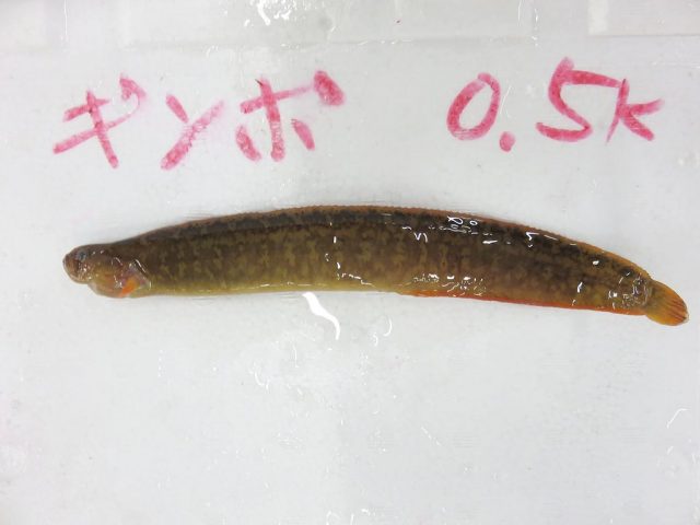 幻の江戸前天麩羅タネ 銀宝 ギンポ 横浜丸魚株式会社 幻の江戸前天麩羅タネ 銀宝 ギンポ 横浜丸魚株式会社