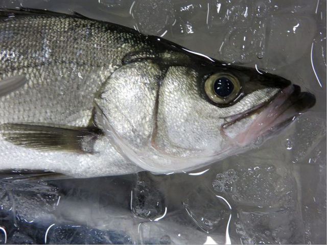 ヒラスズキは マルスズキと違う 横浜丸魚株式会社