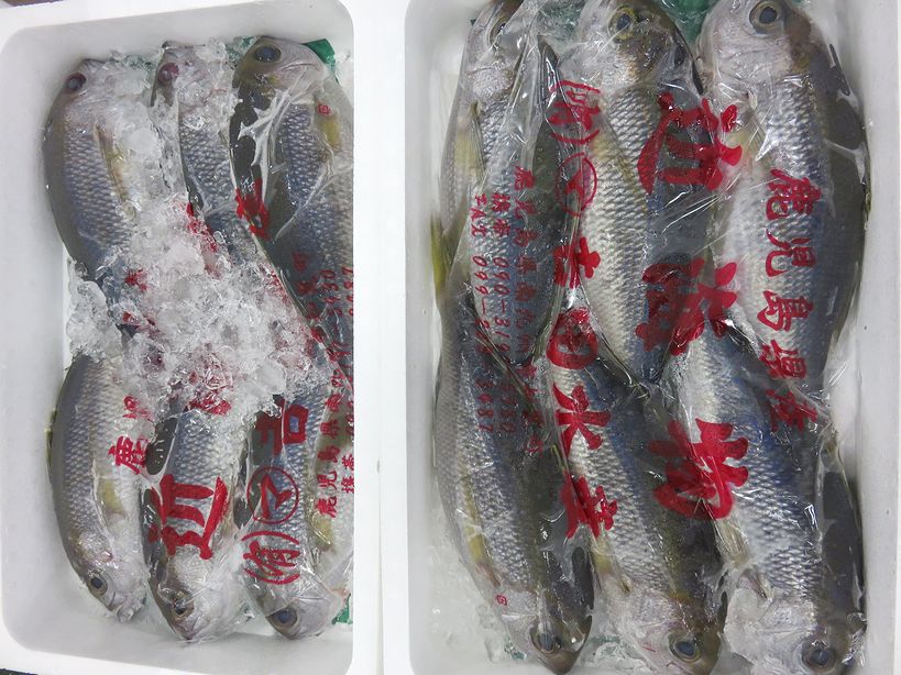 シチューマチ ヒチューマチ アオダイのことです 横浜丸魚株式会社