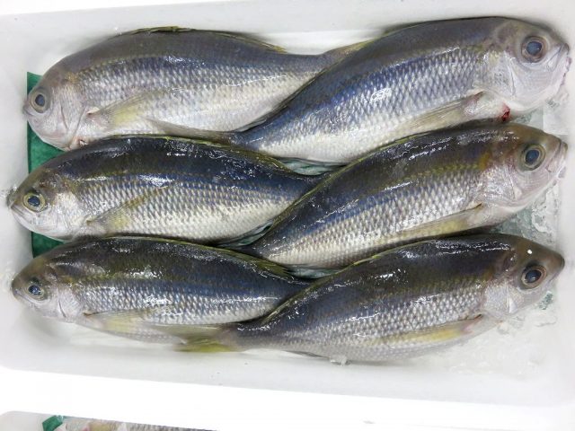 シチューマチ ヒチューマチ アオダイのことです 横浜丸魚株式会社 シチューマチ ヒチューマチ アオダイのことです 横浜丸魚株式会社