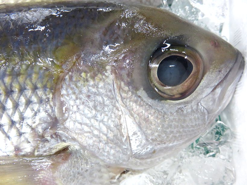 シチューマチ ヒチューマチ アオダイのことです 横浜丸魚株式会社