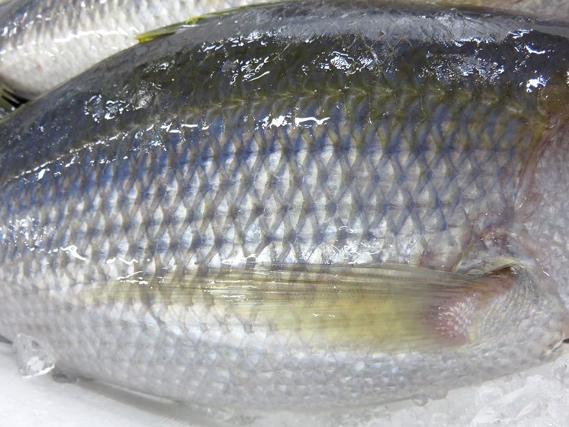 シチューマチ ヒチューマチ アオダイのことです 横浜丸魚株式会社