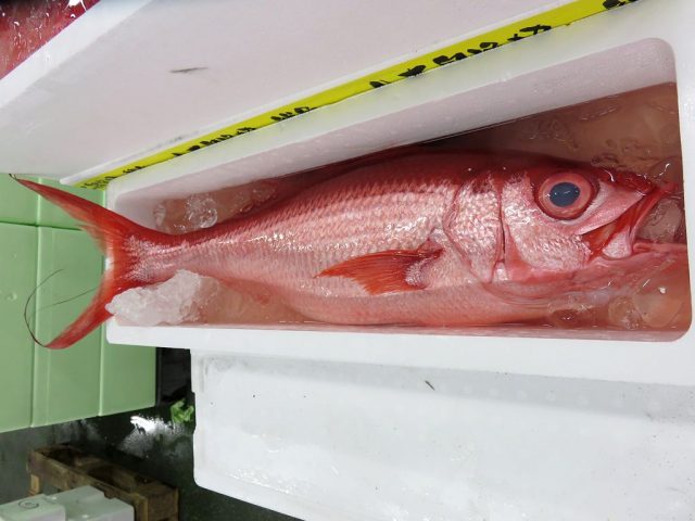 沖縄であかまち 関東ではハマダイ オナガと呼んでいます 横浜丸魚株式会社