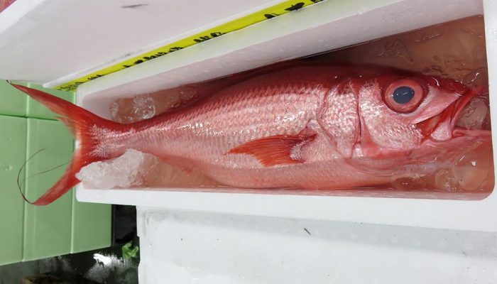 沖縄であかまち 関東ではハマダイ オナガと呼んでいます 横浜丸魚株式会社