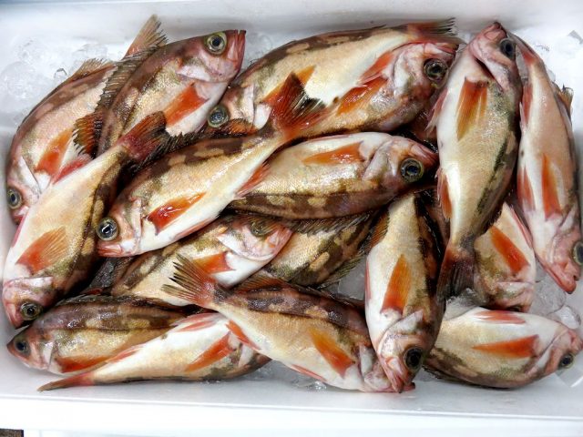 ウスメバルは 熟成させて美味しくなる 横浜丸魚株式会社