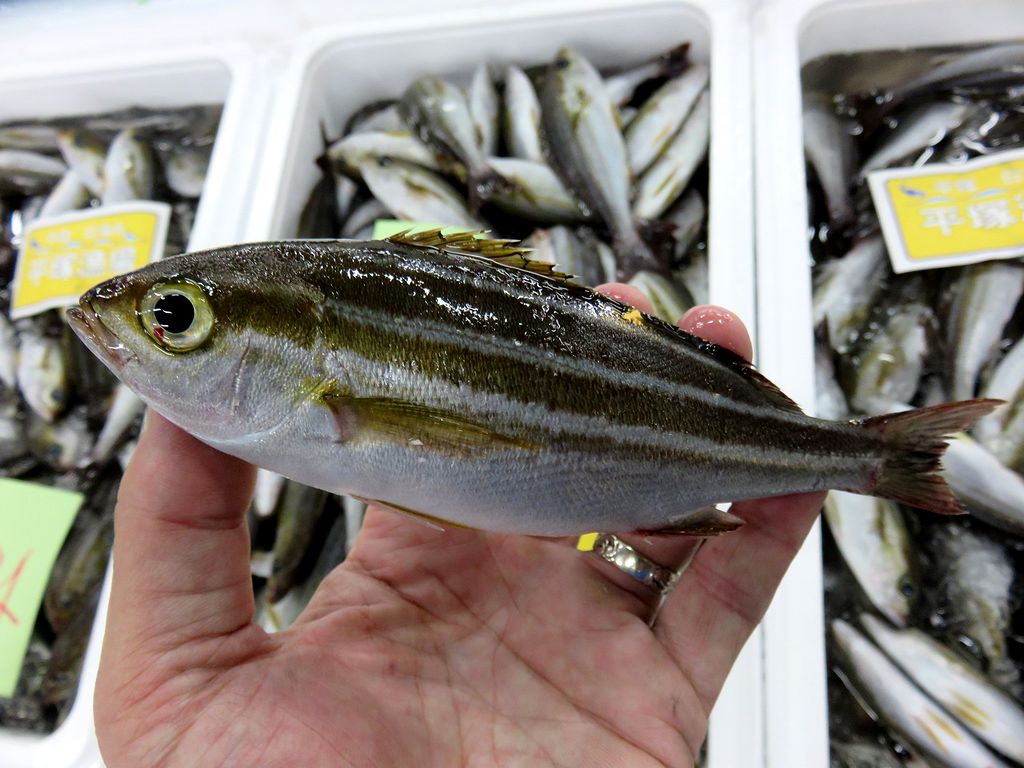 ウリボウを美味しく食べたい 横浜丸魚株式会社