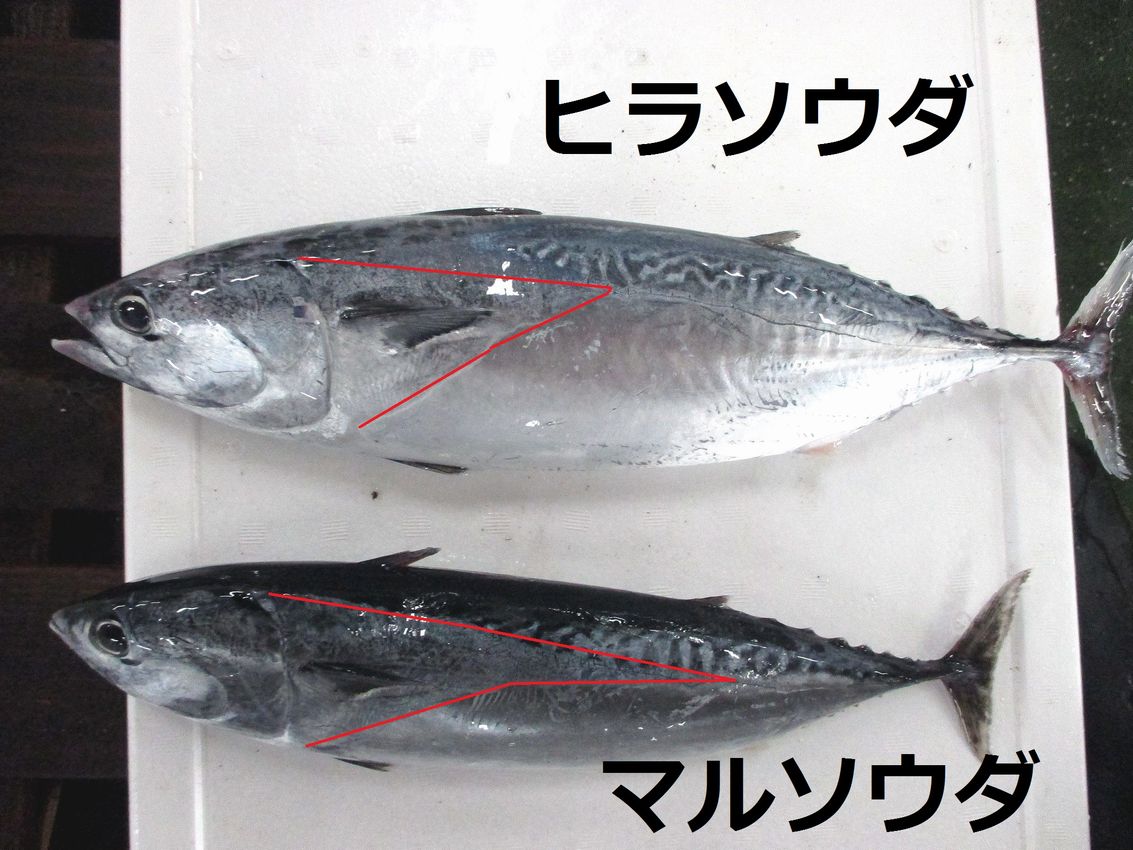 ヒラソウダとマルソウダの違い 横浜丸魚株式会社