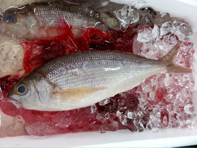 キレイな容姿のヒメダイ 横浜丸魚株式会社
