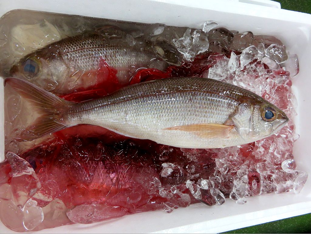 キレイな容姿のヒメダイ 横浜丸魚株式会社 キレイな容姿のヒメダイ 横浜丸魚株式会社