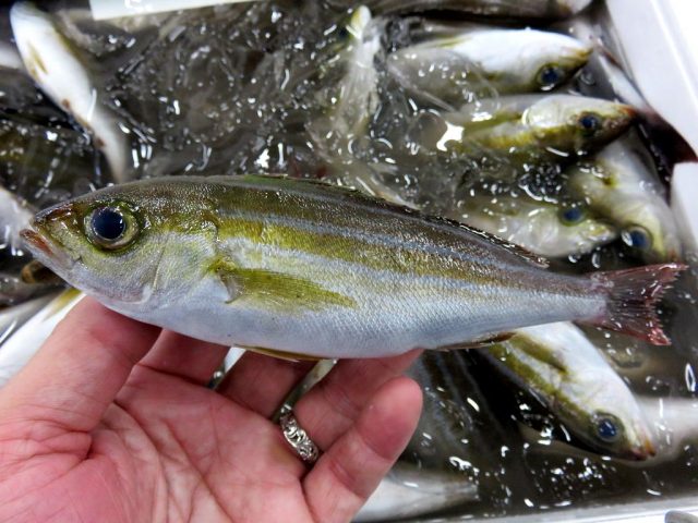 小さくてもさすがイサキ ウリボウ 横浜丸魚株式会社 小さくてもさすがイサキ ウリボウ 横浜丸魚株式会社