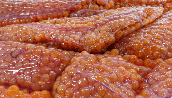 標津より生筋子が入荷してます 横浜丸魚株式会社 標津より生筋子が入荷してます 横浜丸魚株式会社