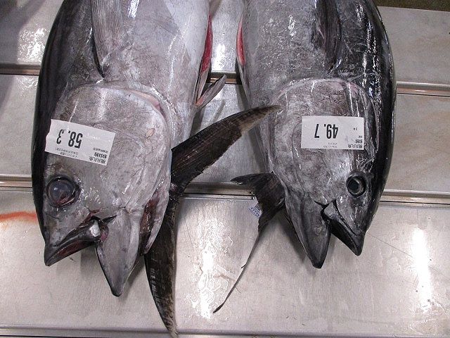 どっといらっしゃい メバチマグロの旬が到来 横浜丸魚株式会社