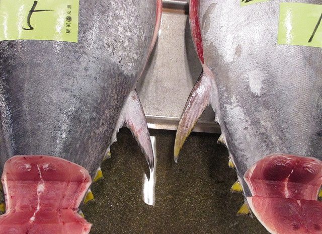 どっといらっしゃい メバチマグロの旬が到来 横浜丸魚株式会社