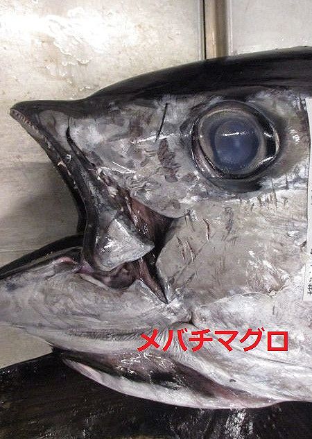 どっといらっしゃい メバチマグロの旬が到来 横浜丸魚株式会社