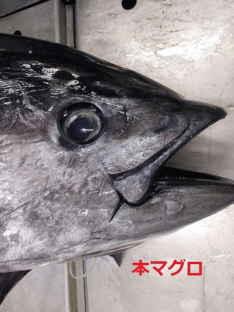 どっといらっしゃい メバチマグロの旬が到来 横浜丸魚株式会社