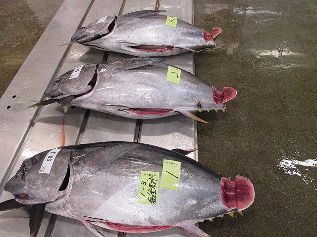 どっといらっしゃい メバチマグロの旬が到来 横浜丸魚株式会社