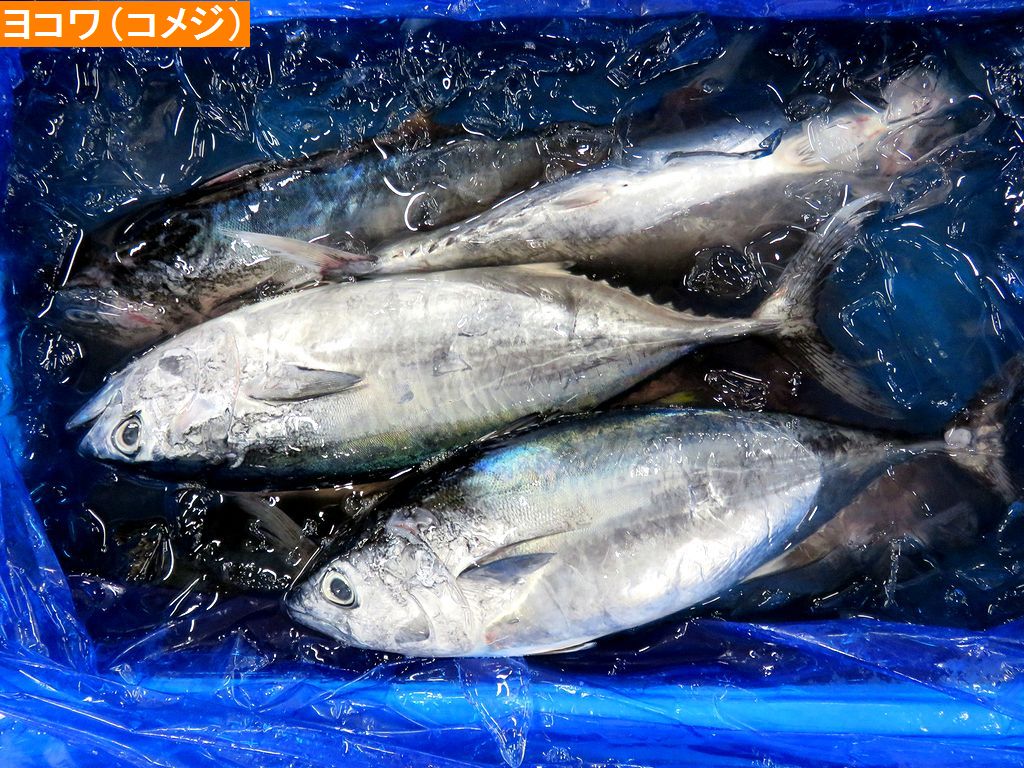 コメジ ヨコワ クロマグロの幼魚です 横浜丸魚株式会社