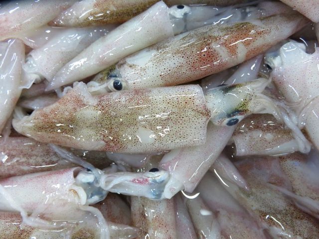 小さいけれど立派なイカです ヒイカ 横浜丸魚株式会社