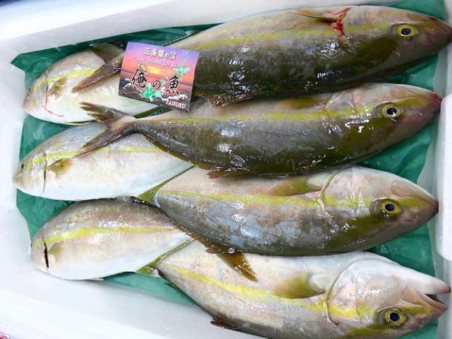 汐子は小さくてもカンパチ。 | 横浜丸魚株式会社