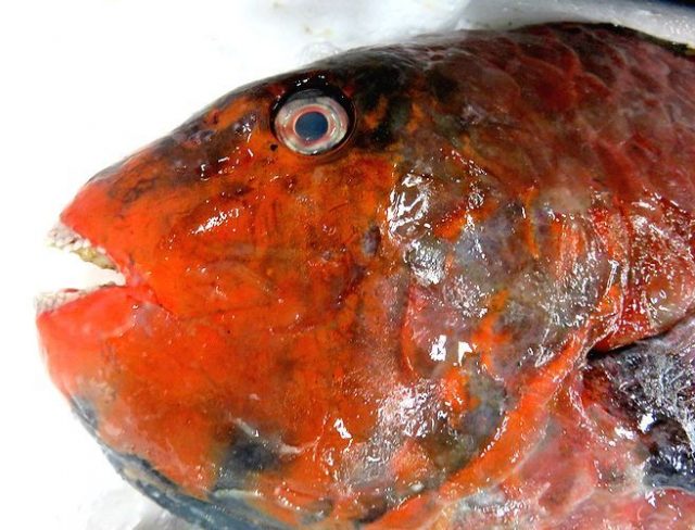 砂をつくる魚 ブダイ 横浜丸魚株式会社 砂をつくる魚 ブダイ 横浜丸魚株式会社