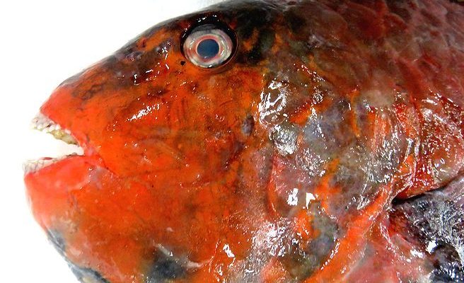 砂をつくる魚 ブダイ 横浜丸魚株式会社