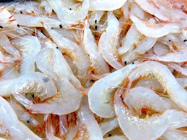 本当はシロエビなの それともシラエビなの 横浜丸魚株式会社