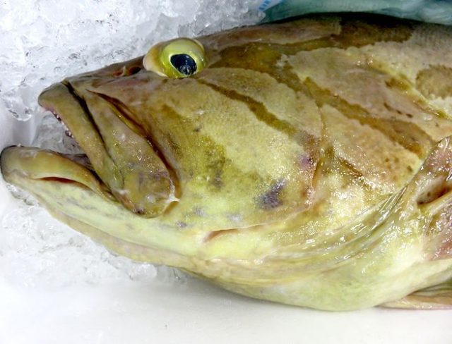 ハローと言う名のホウキハタ 横浜丸魚株式会社 ハローと言う名のホウキハタ 横浜丸魚株式会社