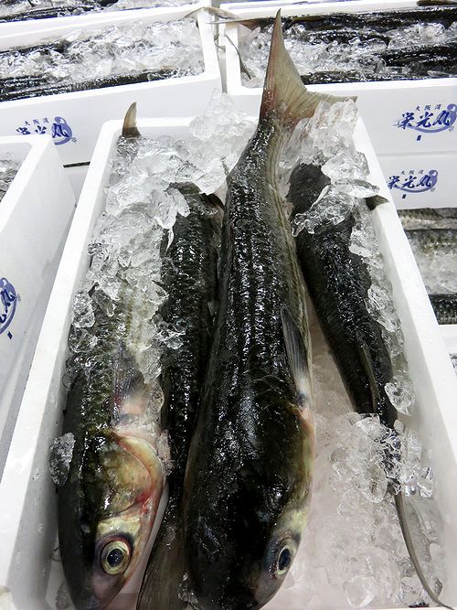 悪いイメージを払拭したい ボラ 横浜丸魚株式会社