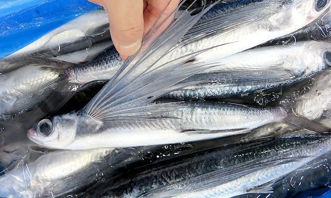 空前の だしブーム だったんです 横浜丸魚株式会社