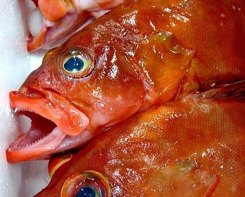 アカバを食べて 運気アップ 横浜丸魚株式会社