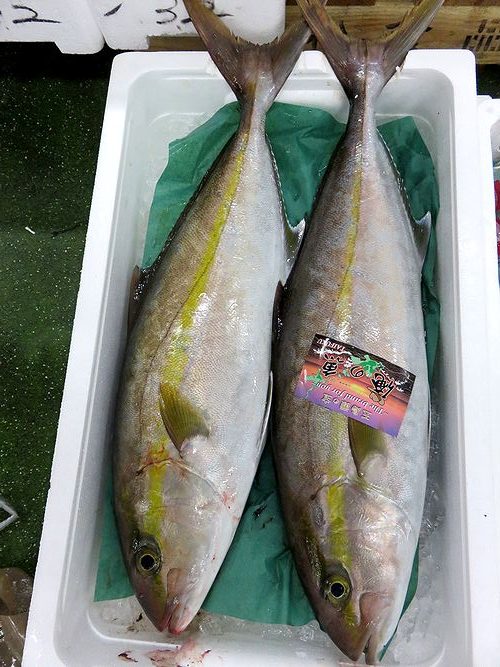 幾つ名前を持っているの カンパチ 横浜丸魚株式会社