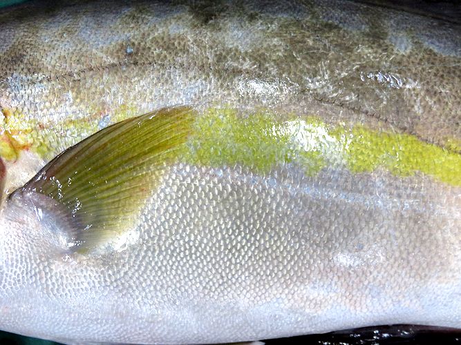 幾つ名前を持っているの カンパチ 横浜丸魚株式会社