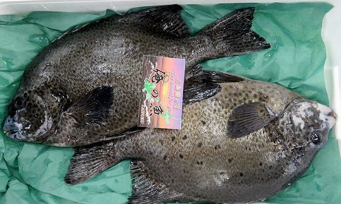 美しいサカナに毒 イシガキダイ 横浜丸魚株式会社