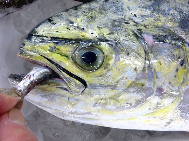 実は青魚で赤身魚のシイラ。 | 横浜丸魚株式会社