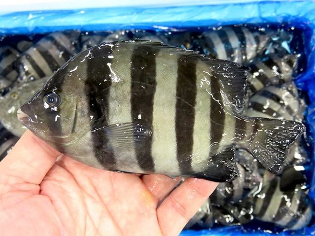 めったにないもの 横浜丸魚株式会社 めったにないもの 横浜丸魚株式会社