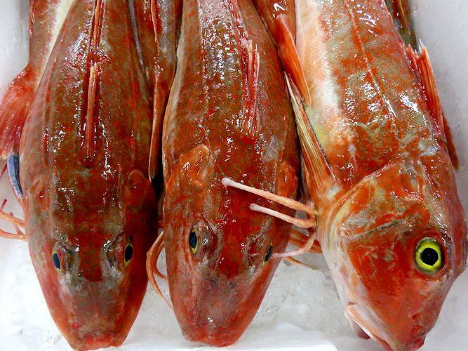骨から出汁の意味がわかります ホウボウ 横浜丸魚株式会社