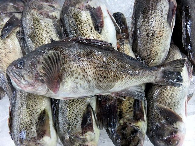 磯魚 曽以 ソイはカサゴ目の魚です 横浜丸魚株式会社