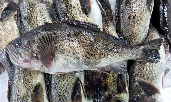 磯魚 曽以 ソイはカサゴ目の魚です 横浜丸魚株式会社